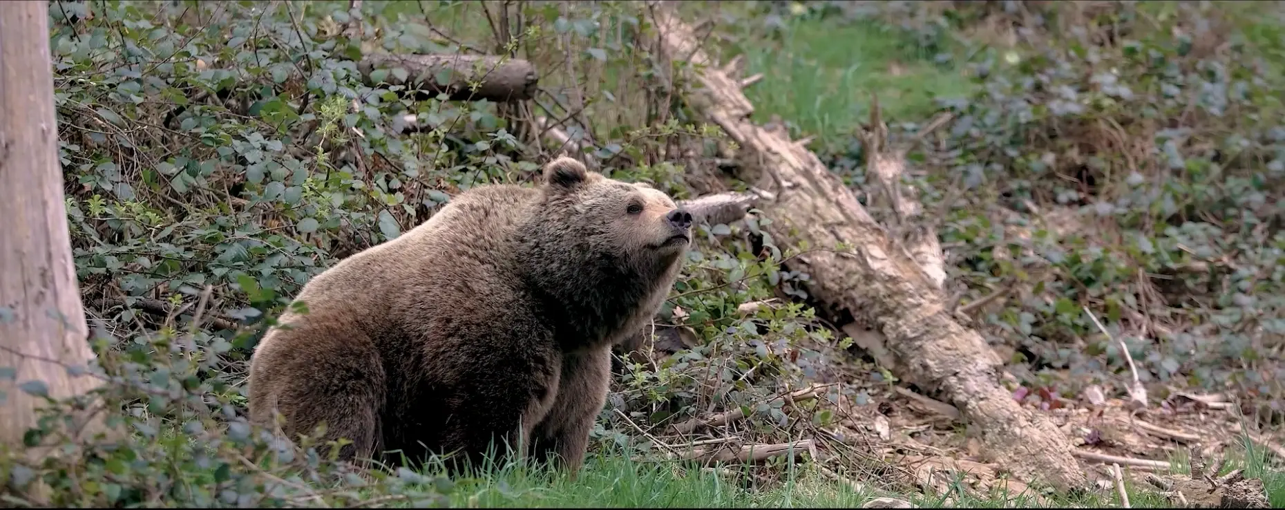 Braunbär am Waldrand