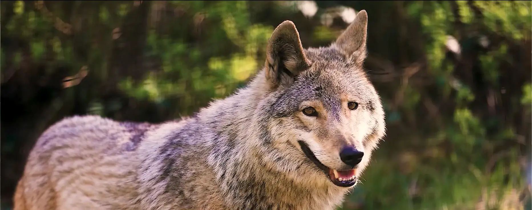 Wolf im Wald, Nahaufnahme mit Teleobjektiv
